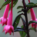 Fuchsia