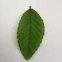 American Elm