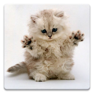 Cat Wallpapers! For PC (Windows & MAC)