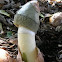 Phallus ravenelii (Stinkhorn)