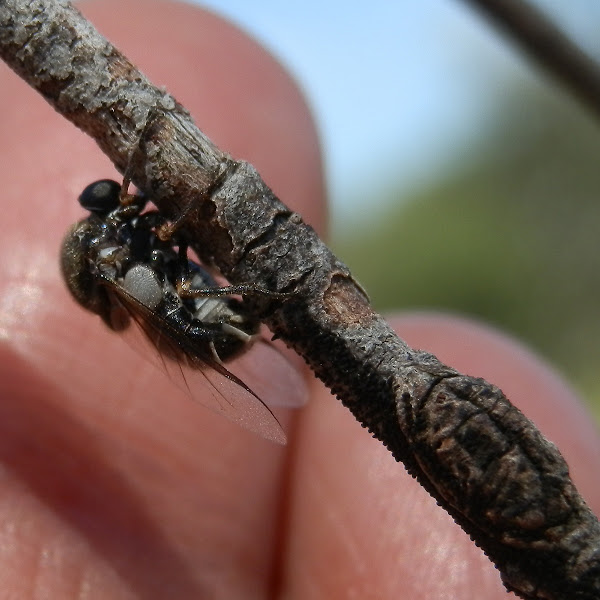 Smallheaded flies laying eggs Project Noah