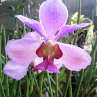 bunga anggrek