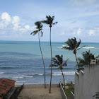 Coconut Palm Tree