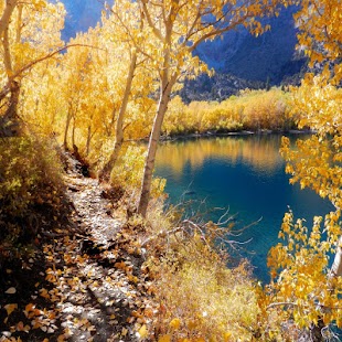 How to mod Autumn Leaf Live Wallpapers 1.0.1 mod apk for pc