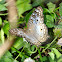White Peacock Butterfly
