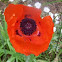  Poppy