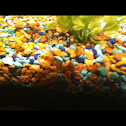 Loach