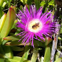 Ice Plant 