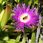 Ice Plant 