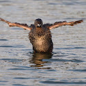 pie-billed grebe  
