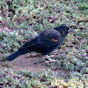 Red-winged Blackbird (juvenile male)