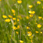 Tall Buttercup