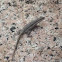 Tree Lizard
