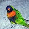 Royal King Austrailian Parrot