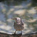 Starling Fledgling