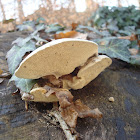 Velvet Trametes