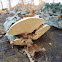 Velvet Trametes