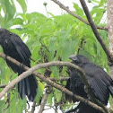 Smooth-billed Ani