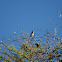 Black-chested Prinia