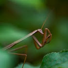 Statilia maculata