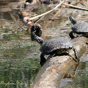 Red-eared Slider