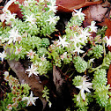 Sedum