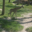 Reticulated Giraffe