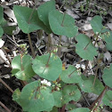 Miner's letucce