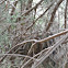 Blue Jay Nest