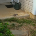 Mourning Dove
