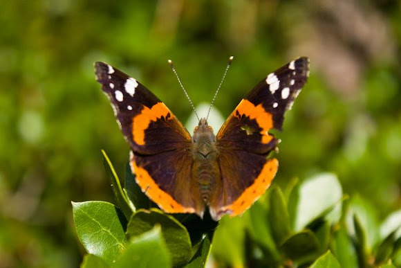 Spotting Image 1