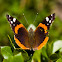 Red admiral