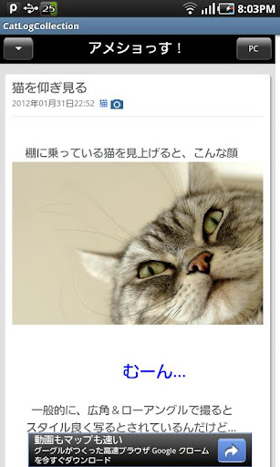 免費下載生活APP|Cat Blog Collection app開箱文|APP開箱王