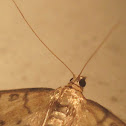 Hollow-spotted Blepharomastix