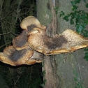 Dryad's saddle