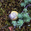 Caracol