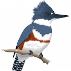 kingfisher