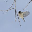 Golden-crowned Kinglet