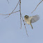 Golden-crowned Kinglet