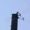 Red-tailed Hawk