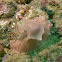 Halgerda bacalusia