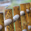 Blue Tit , Herrerillo común