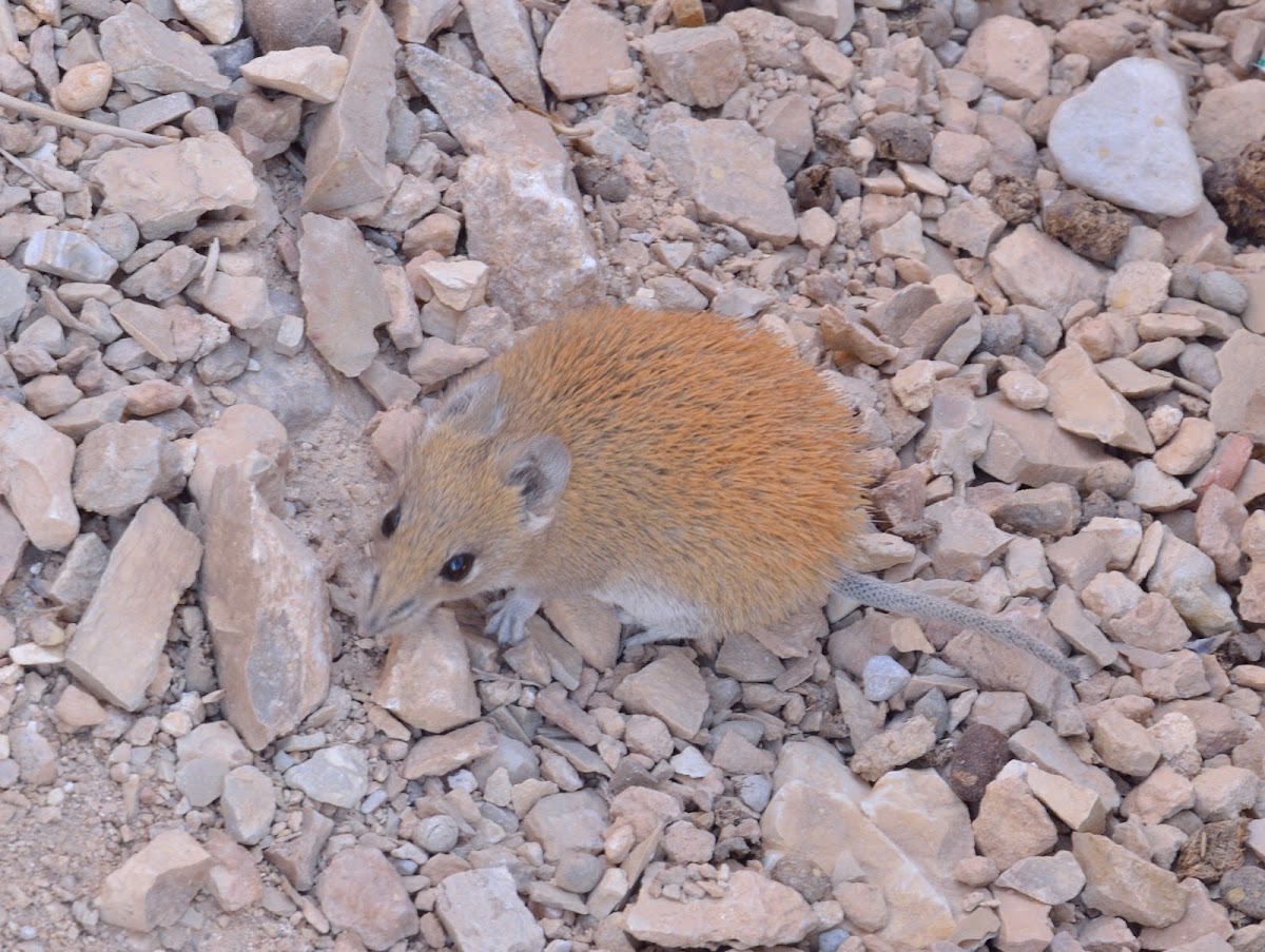 Golden Spiny Mouse