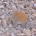 Golden Spiny Mouse