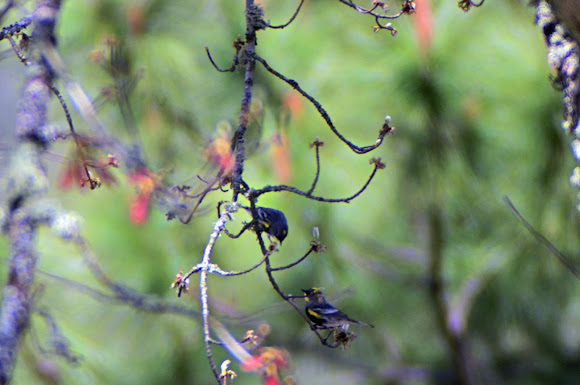 Spotting Image 1