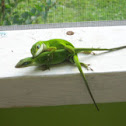 Carolina Anole