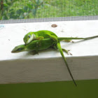 Carolina Anole
