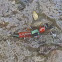 Paederus Rove Beetle