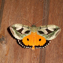 Dot Underwing