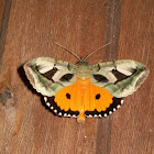 Dot Underwing